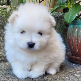 Pomeranian Puppies from Svitlana's Pomeranians