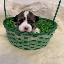 Clover - Sable female Pembroke Welsh Corgi puppy in Menomonie, Wisconsin from Rocking Ridge Ranch