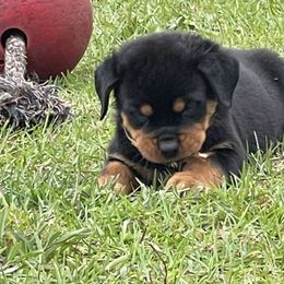 Rottweiler Puppies from Vom Allegiance Haus