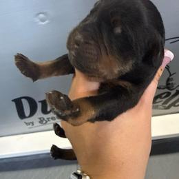 Girl 2 - Black and rust female Rottweiler puppy in Mcminnville, Oregon from JHB Rottweilers