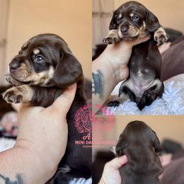 Cristina - Chocolate and tan female Dachshund puppy in Hornbeck, Louisiana from A&Z Mini Dachshunds