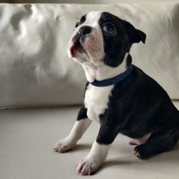 Boston Terrier Puppies from Little Daemons Boston Terriers