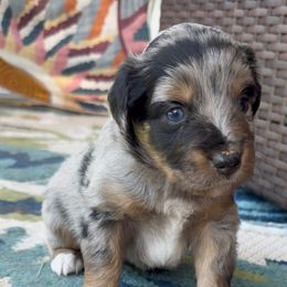 Boy 2 - Blue merle male Miniature Australian Shepherd puppy in Romney, West Virginia from South Branch Mini Aussies