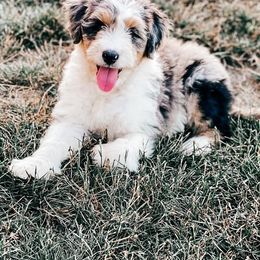 Santiago - Blue merle Aussiedoodle puppy in Ohio from Tranquil Doodles