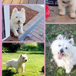 Snoopy - West Highland White Terrier
