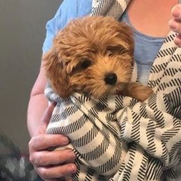 Goldendoodle Puppies from Northwoods Goldendoodles