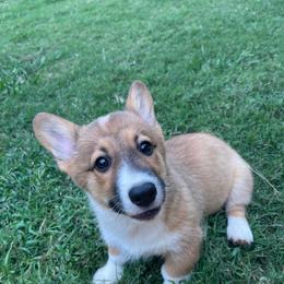 Mr Red - Red male Pembroke Welsh Corgi puppy in Adairsville, Georgia from R&R Corgis
