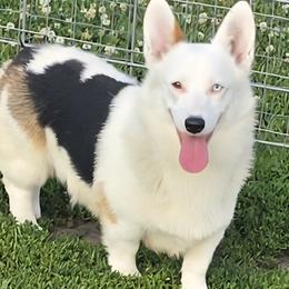 Mercedes - Pembroke Welsh Corgi