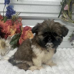 Louie - Gold and white male Shih Tzu puppy in Elgin, South Carolina from Silver Bells Paw Prints