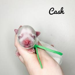 Cash - Green Boy - White male Maltese puppy in Morehead, Kentucky from Paw Perfect Pets