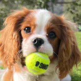 Cavalier King Charles Spaniels from Kristin’s cavaliers
