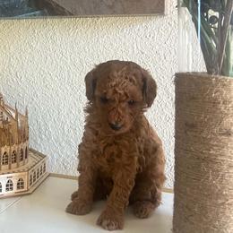 Poodles from Notre Dame Poodles
