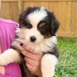 Chuckie (blue) - Black tri-color male Australian Shepherd puppy in Ashland, Ohio from SS Australian Shepherds