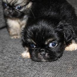 Pekingese Puppies from Amy’s Lil Pekingese