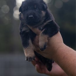 No Collar - Black and red male German Shepherd puppy in Prospect, Connecticut from Di Massimo Canile