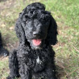 Red collar Girl (Marlowe) - Black Poodle puppy in Santa Fe, Texas from Greatest Hits Standard Poodles