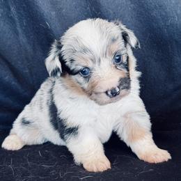 Girl 2 blue merle fluffy blue eyes - Blue merle and white female American Corgi puppy in Huntington Beach, California from Gingerbread