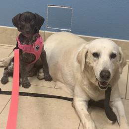 German Shorthaired Pointer Puppies from Tipsy Rabbit GSP TopDog Kennel