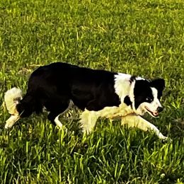 Jenny - Border Collie