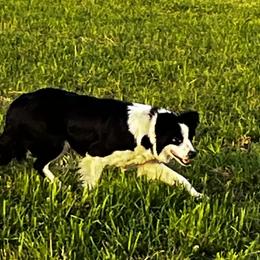 Jenny - Border Collie