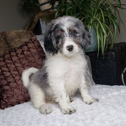 Boy 1 - Merle male Springerdoodle puppy in Fargo, North Dakota from Dakota SpringerDoodles