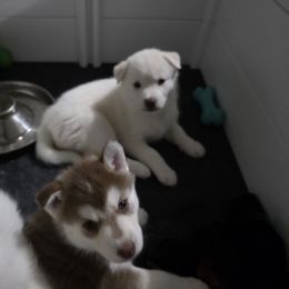 Siberian Husky Puppies from House Callihan-Walker Kennel