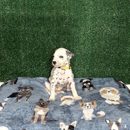 Raina - White and black female Dalmatian puppy in Fort Worth, Texas from Xzayvius Stitt