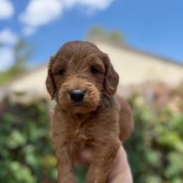 Kovu - Red  male Goldendoodle puppy in Jacksonville, Florida from Dandelion Doodles