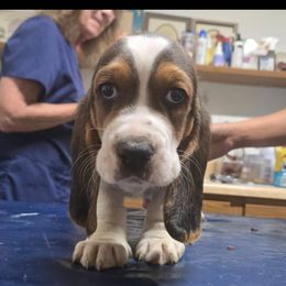 Basset Hound Puppies from Dream Weavers Basset Hounds