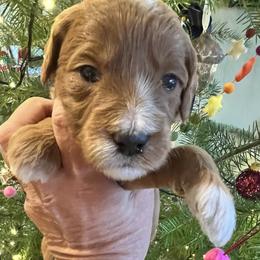 Lace - Red  female Goldendoodle puppy in Placerville, California from New Dawn Poodles and Doodles