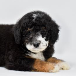 Sally - White and black female Bordoodle puppy in Tillamook, Oregon from Oregon Bordoodles