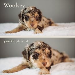 Woolsey - Red male Bernedoodle puppy in Caldwell, Idaho from Boise Doodle Co.