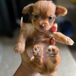 Chyna's Boy 1 - Gold male Yorkshire Terrier puppy in Aiken, South Carolina from Sio's Yorkies