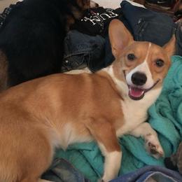 Pembroke Welsh Corgis from Dawnmarie Loftis