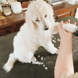 Poodle Puppies from Elysee Standard Poodles