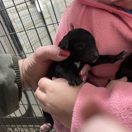 Girl 3 - Black female Labradoodle puppy in Craig, Nebraska from Top Knot Companions Poodles and Labradoodles