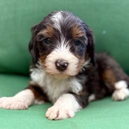 Mossy- (green collar boy) - Tri-color male Bernedoodle puppy in Colorado Springs, Colorado from Mercy Mountain Bernedoodles