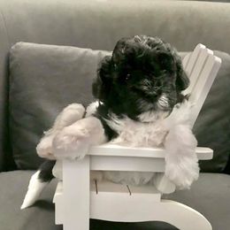 Shihpoo Puppies from ShihPoos de Lux