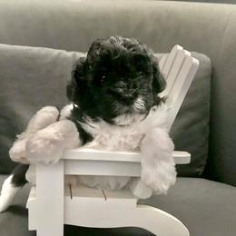 Shihpoo Puppies from ShihPoos de Lux