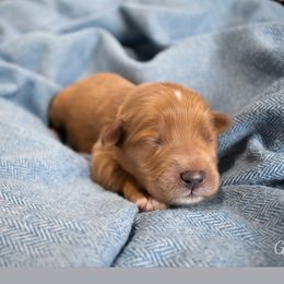Sunny - Apricot Australian Labradoodle puppy in Chelsea, Michigan from Michigan Labradoodles