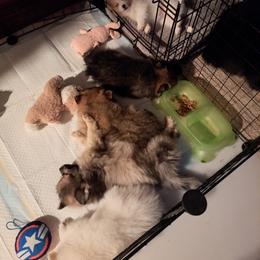 Pomeranian Puppies from Tonia's Pomeranians