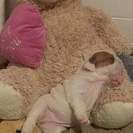 Bulldog and French Bulldog Puppies from The Georgia Bully Bunch
