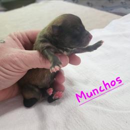 Muncho - Blue sable female Pomeranian puppy in Tyner, Kentucky from Tanner's Majestix Kennels