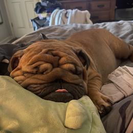 Peach - Bulldog