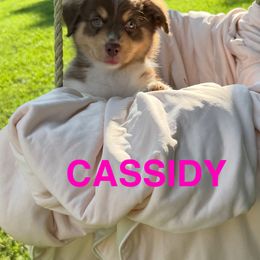 Cassidy - Red tri-color female Miniature American Shepherd puppy in Nolensville, Tennessee from Sweetheart Miniature American Shepherds