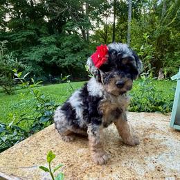 Skyla - Blue merle female Aussiedoodle puppy in Chattanooga, Tennessee from Leafy Acre Mini Farm