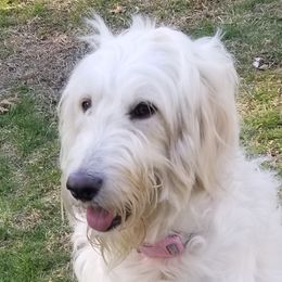 Willow - Goldendoodle