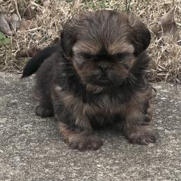 Bob - Red and tan male Shih Tzu puppy in Hendersonville, Tennessee from Peekaboo Farms
