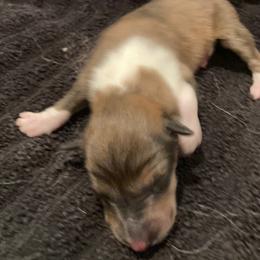 Girl 1 - female Collie puppy in Yulee, Florida from Three Collie Farm