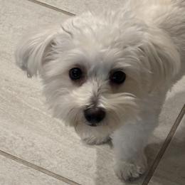 Penny - Maltipoo